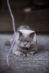 Portrait of cat on floor