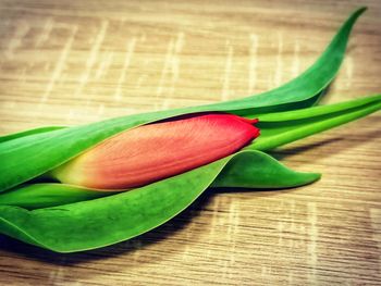 Close-up of green chili peppers on table