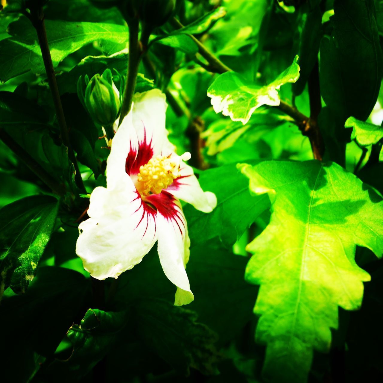 CLOSE-UP OF FLOWERING PLANTS