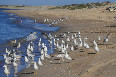 Flock of seagulls on beach