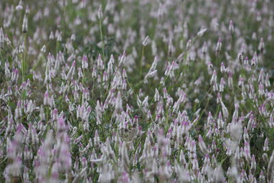 Close-up of purple flowering plants on field