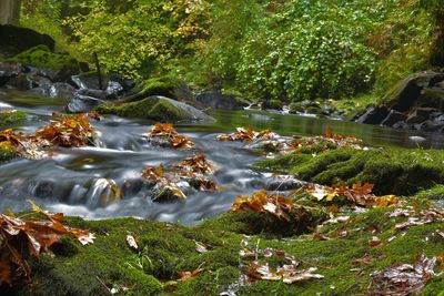 Scenic view of waterfall in forest