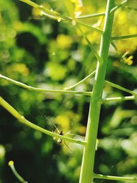 Close-up of spider on web