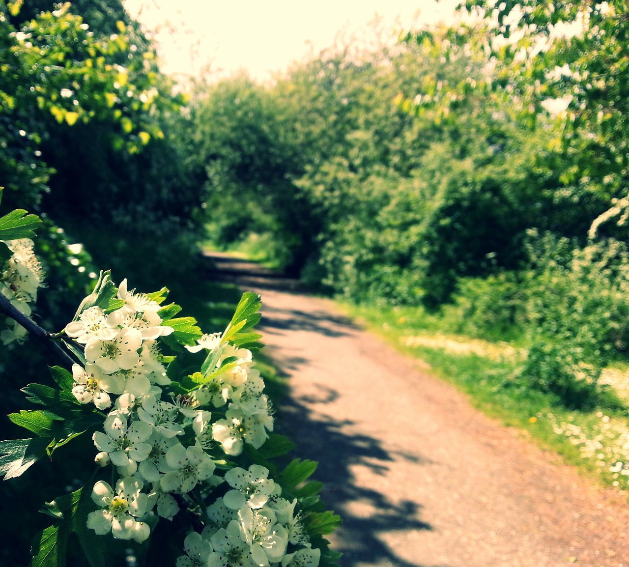 Hawthorn