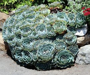 Close-up of plants