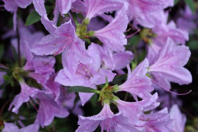 Close-up of purple flowers