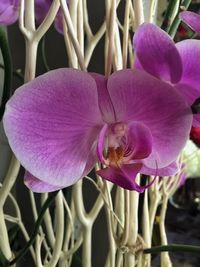 Close-up of pink orchid blooming outdoors