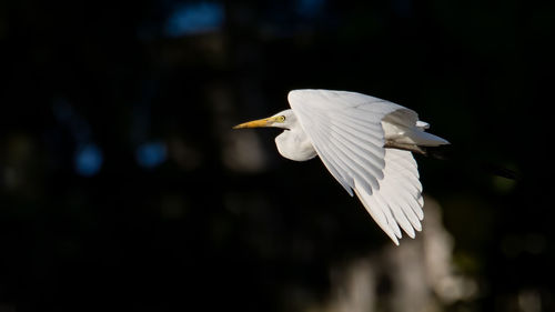 Close-up of a bird flying