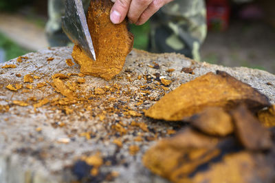 Close-up of hand holding leaf