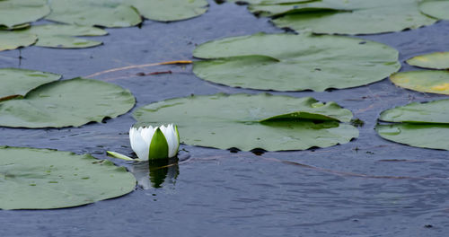 Water lily in lake