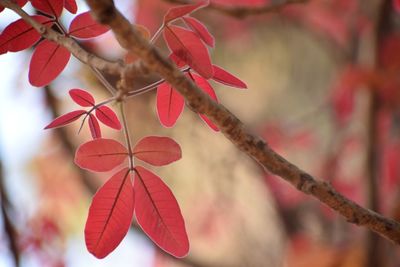 Close-up of red leaves on tree during autumn