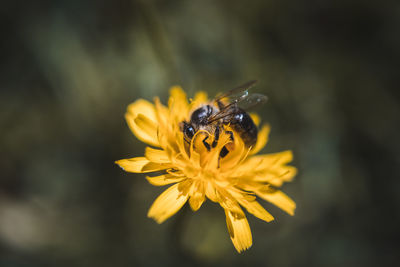 Close-up of bee on yellow flower