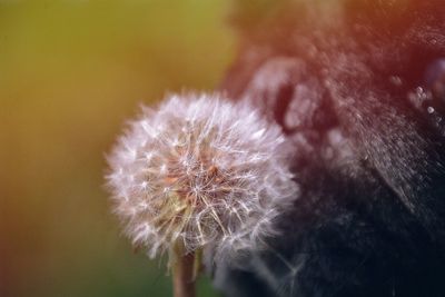 Close-up of dandelion flower