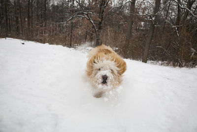 Small dog on snow covered land