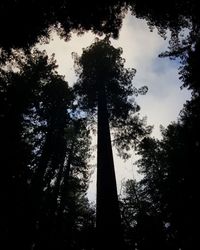 Low angle view of silhouette trees against sky