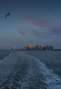 Seagulls flying over sea and buildings in city