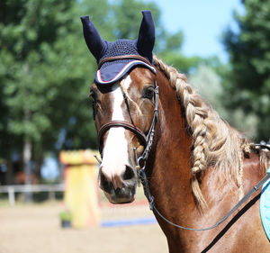 Close-up of horse in ranch