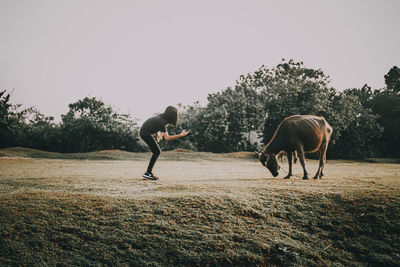 Horses grazing on field against clear sky