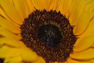 Close-up of sunflower