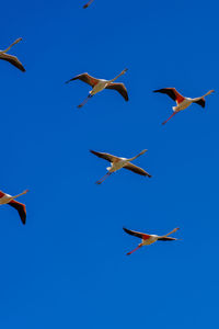 Flamingo flying in sky
