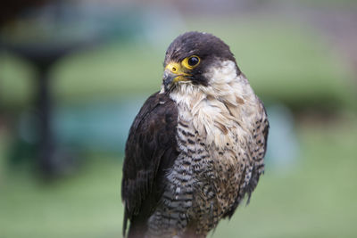 Close-up of a shaheen falcon 