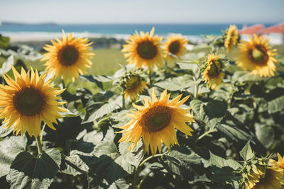 Close-up of sunflowers growing on field during sunny day