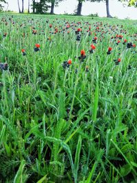 Close-up of poppies on field