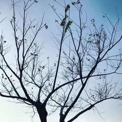 Low angle view of bird perching on bare tree against sky