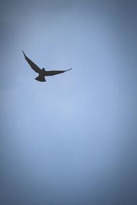 Low angle view of bird flying in sky