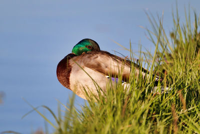 Close-up of a bird