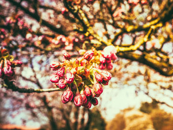 Close-up of pink flowers