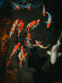 High angle view of koi carps swimming in pond