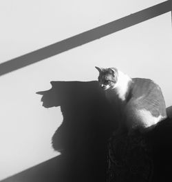 Portrait of cat sitting on floor against sky