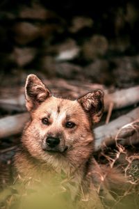 Close-up portrait of a dog