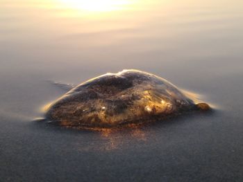 Close-up of turtle on beach