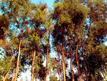 Low angle view of trees