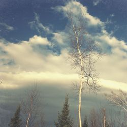 Low angle view of trees against sky