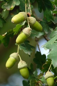 Close-up acorns on tree