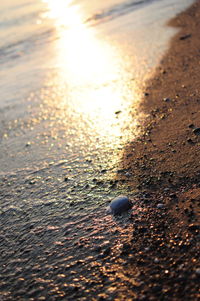 Close-up of crab on beach against sky during sunset