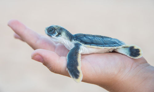 Cropped image of hand holding small