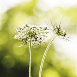 Close-up of white flowering plant