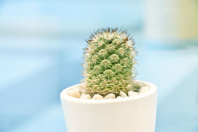 Close-up of cactus plant in pot