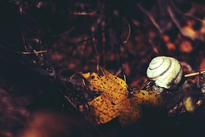 Close-up of snake during autumn