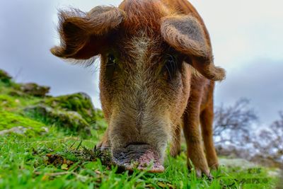 Portrait of a horse on field