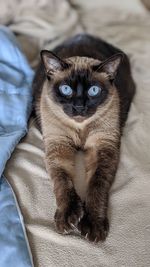 Portrait of cat relaxing on bed