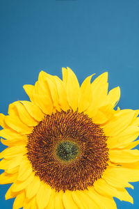 Close-up of sunflower against blue sky