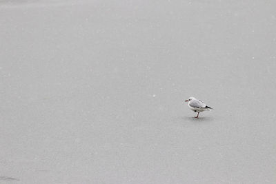 High angle view of seagull perching on snow