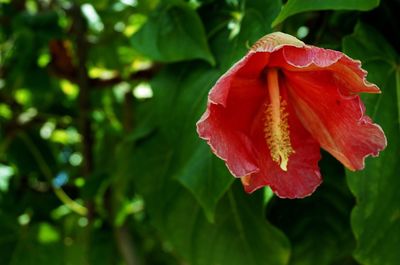 Close-up of red flower