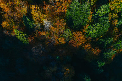 High angle view of trees in forest during autumn