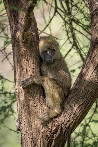 Monkey sitting on tree trunk